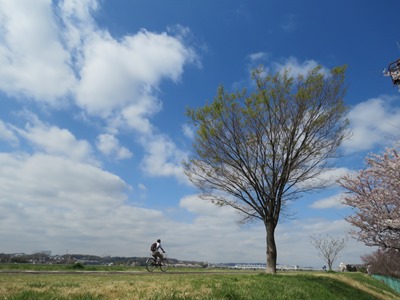 クスノキが春の到来を喜んでいますというタイトルの写真（渡辺秀夫さんの作品)