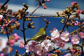 河津桜とメジロ